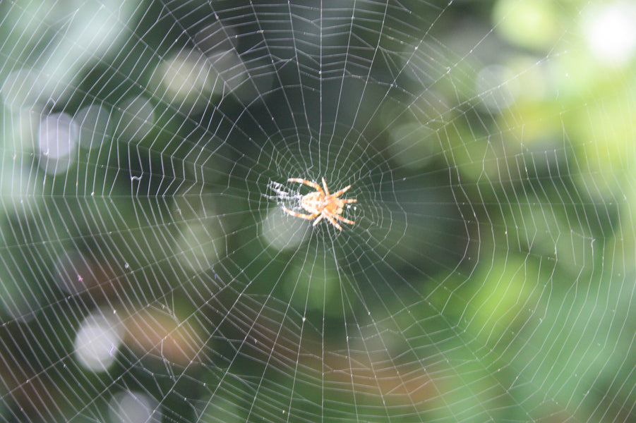 Spider Web Silk for Robotics and Aviation.